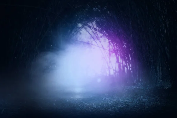 Spooky Forêt Bambous Avec Brouillard Brouillard — Photo