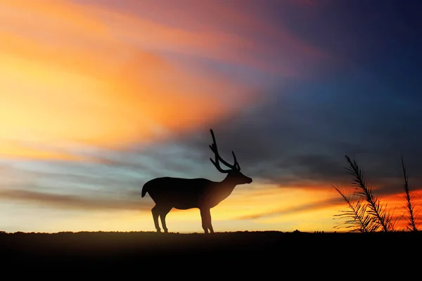 Silhouette Deer Beautiful Twilight Sky Background — Stock Photo, Image