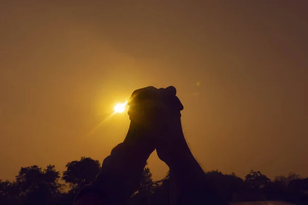 Gün batımı sahnesi, turuncu gökyüzü ile siluet el hareketi 