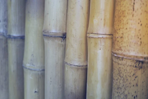 Padrão Linhas Losango Centrado Simétrico Bambu — Fotografia de Stock