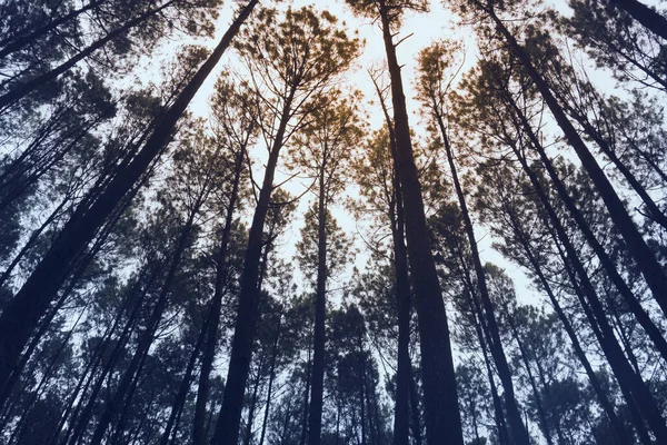 Yogyakarta Endonezya 'daki çam ormanlarındaki yaşlı ağaçların alt manzarası. Tatil için güzel bir yer.