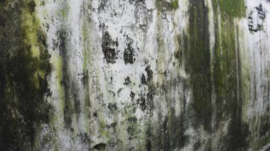 Yeşil yosun desenli eski beyaz taş duvar