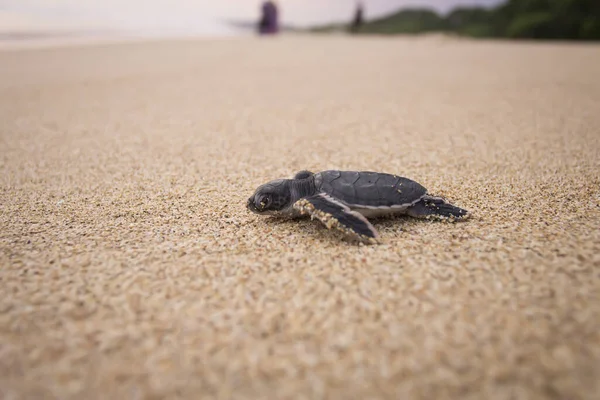 Yumurtadan yeni çıkmış deniz kaplumbağası yolculuğu.