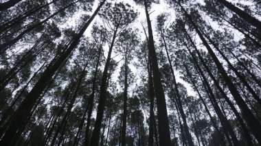 Yogyakarta Endonezya 'daki çam ormanlarındaki yaşlı ağaçların alt manzarası. Tatil için güzel bir yer.