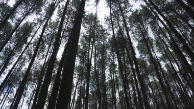Yogyakarta Endonezya 'daki çam ormanlarındaki yaşlı ağaçların alt manzarası. Tatil için güzel bir yer.