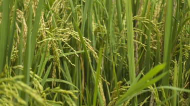 Sabah pirinç tarlası