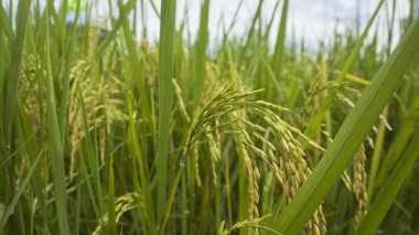 Sabah pirinç tarlası