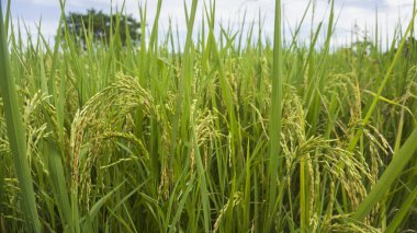 Sabah pirinç tarlası