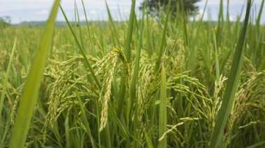 Sabah pirinç tarlası