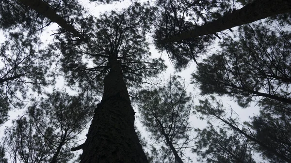 Pandangan Bawah Pohon Pohon Tua Yang Tinggi Hutan Pinus Mperial — Stok Foto