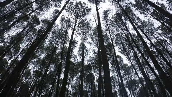 Alsó Kilátás Magas Öreg Fák Fenyőerdő Mangunan Yogyakarta Indonézia Gyönyörű — Stock Fotó
