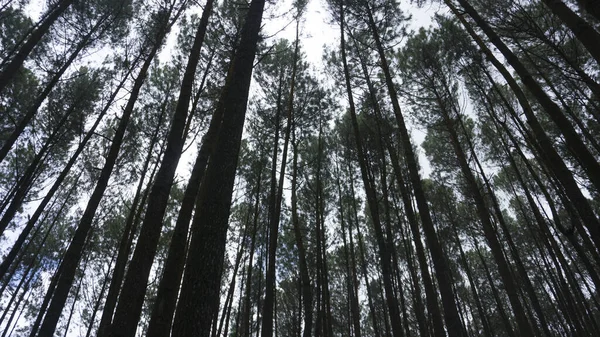 Pandangan Bawah Pohon Pohon Tua Yang Tinggi Hutan Pinus Mperial — Stok Foto