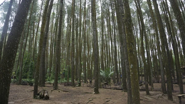 Pandangan Bawah Pohon Pohon Tua Yang Tinggi Hutan Pinus Mperial — Stok Foto