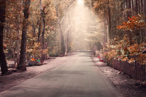 Jesienny Las Wiejską Drogą Zachodzie Słońca Kolorowy Krajobraz Drzewami Wiejska — Zdjęcie stockowe