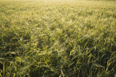  güneşli buğday alanları