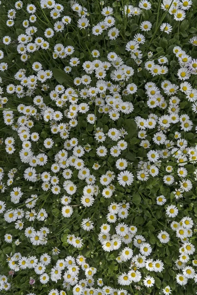 Meadow overgrown with daisies. — Stock Photo, Image