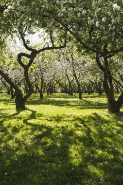 İlkbaharda elma bahçesi.