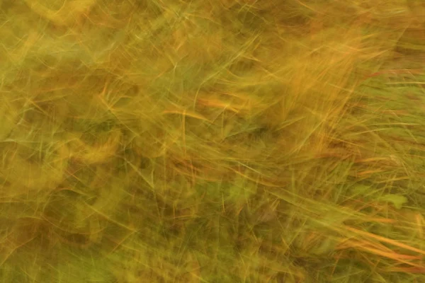 Abstrakter Hintergrund von gelbem Gras. — Stockfoto