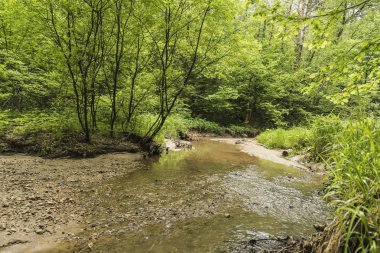 Yoğun bir orman içinde bir dere.