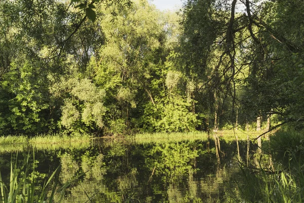 A small lake in a dense forest. — Stock Photo, Image