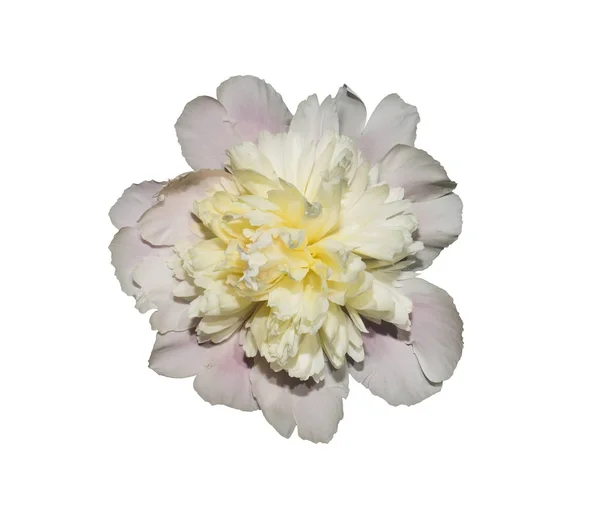 Peonia bianca, isolata su sfondo bianco . — Foto Stock