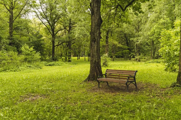 Bench in het zomerpark. — Stockfoto