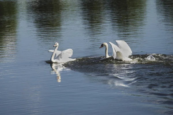 Due cigni bianchi sul lago. — Foto Stock