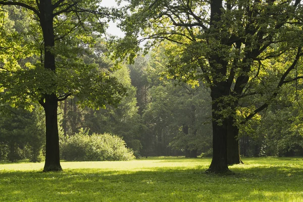 Jaro Park v časných ranních hodinách. — Stock fotografie