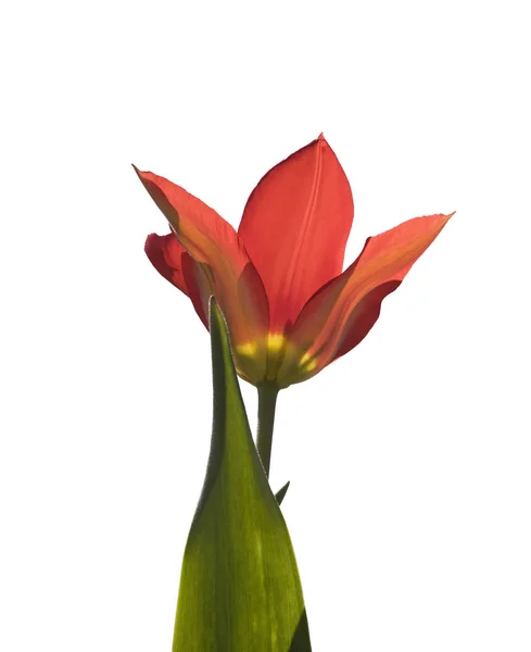 Czerwony Tulipan Białym Tle — Zdjęcie stockowe