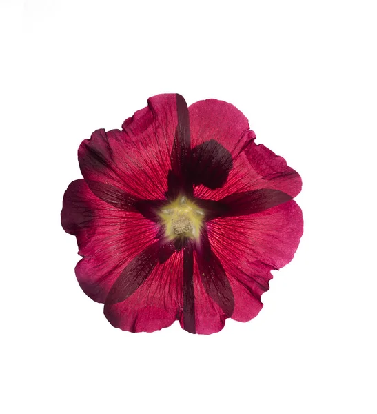 Malva Fiore Isolato Sfondo Bianco — Foto Stock