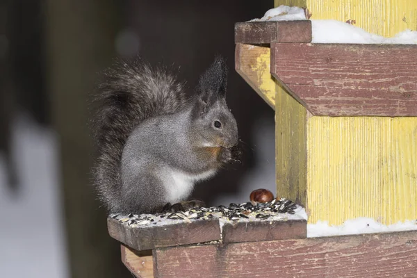 Comer Esquilo Sentado Alimentador Pássaros — Fotografia de Stock