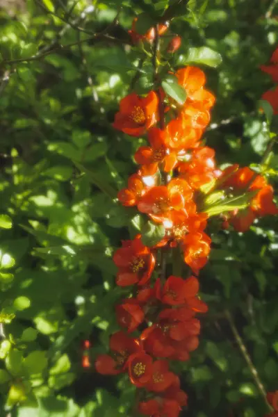 Coing Japonais Fleurs Concentration Douce — Photo