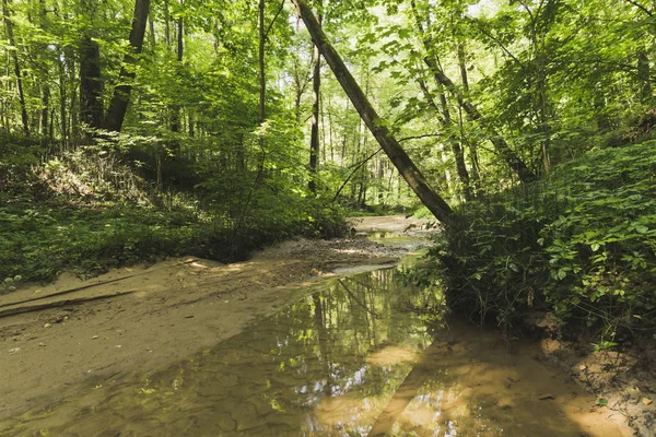 Ruisseau Dans Une Forêt Dense — Photo