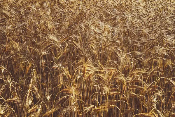 Wheat Planted Field Early Autumn Sunny — Stock Photo, Image