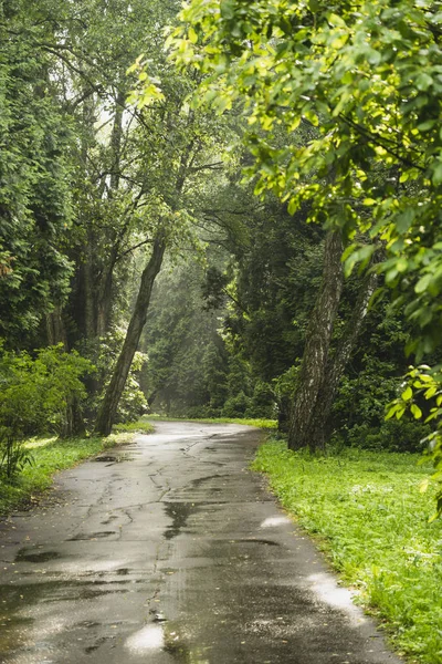 Route Dans Parc Jour Pluie — Photo