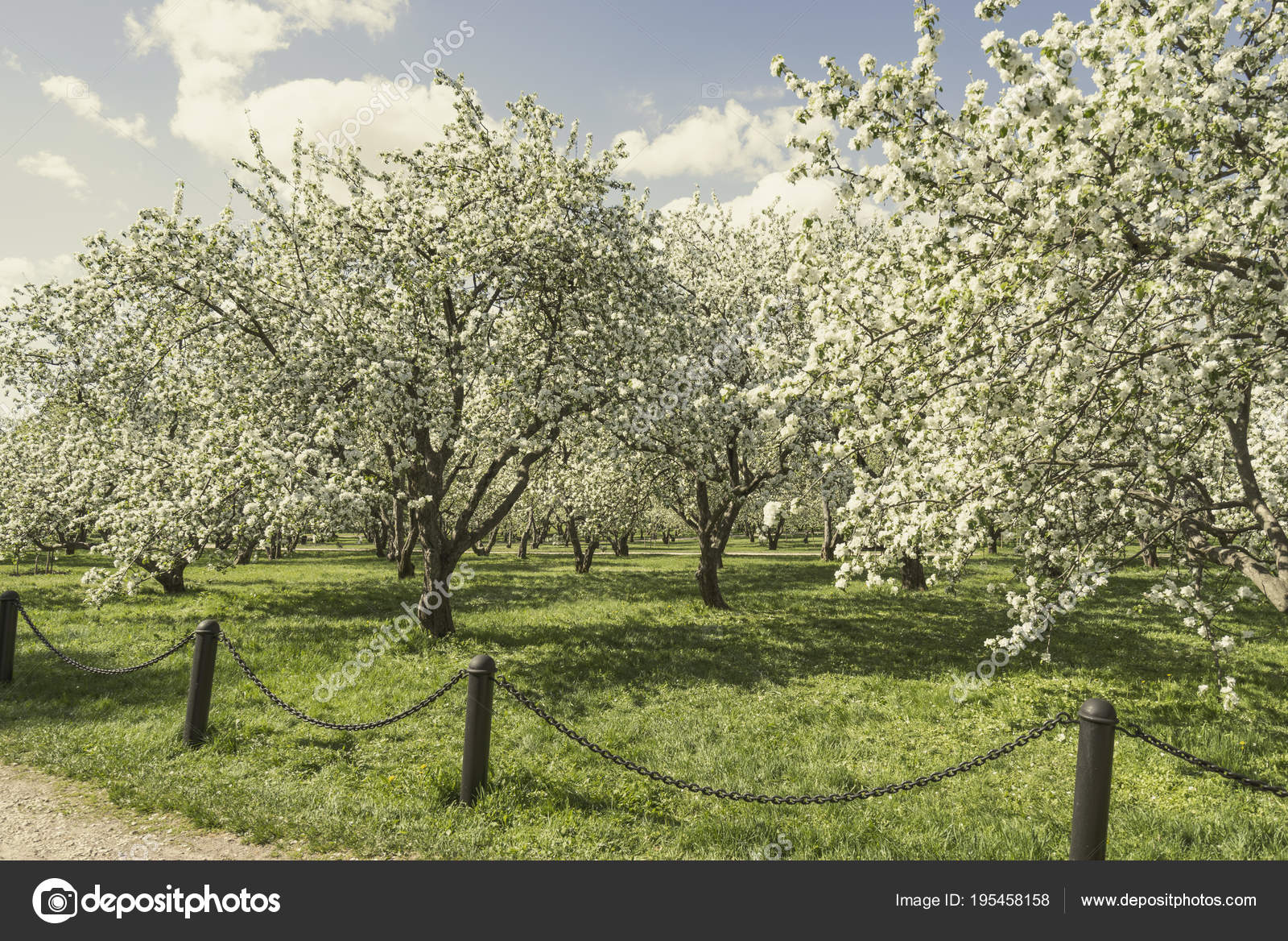 Apple Orchard Spring ⬇ Stock Photo, Image by © iskander1 #195458158