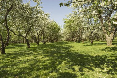 İlkbaharda elma bahçesi.