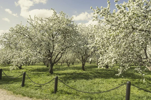 Huerto Manzanas Primavera —  Fotos de Stock