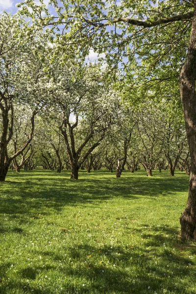 Äppelträdgård Våren — Stockfoto