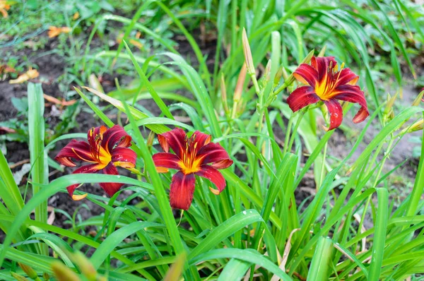 Kırmızı daylily (Hemerocallis) — Stok fotoğraf
