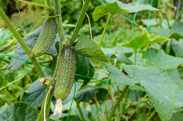 Cucumber on a bed — Stock Photo, Image