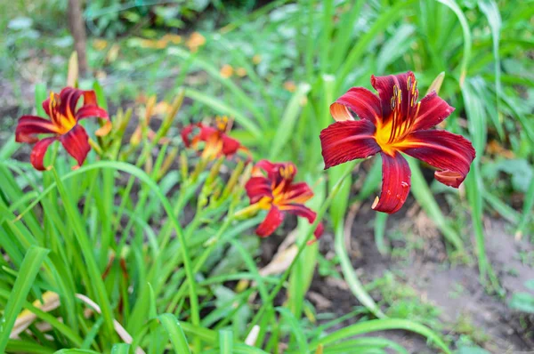 Nenúfar rojo (Hemerocallis ) —  Fotos de Stock