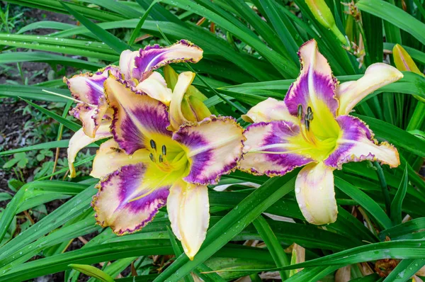 hemerocallis