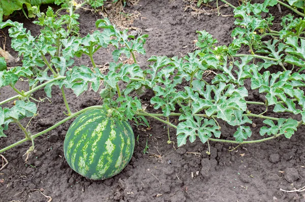 Watermelon on a bed — Stock Photo, Image