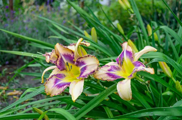 Multicolor (Hemerocallis) en el jardín —  Fotos de Stock