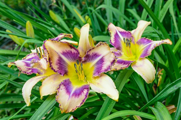 정원에서 여러 옥 잠 화 (Hemerocallis) — 스톡 사진