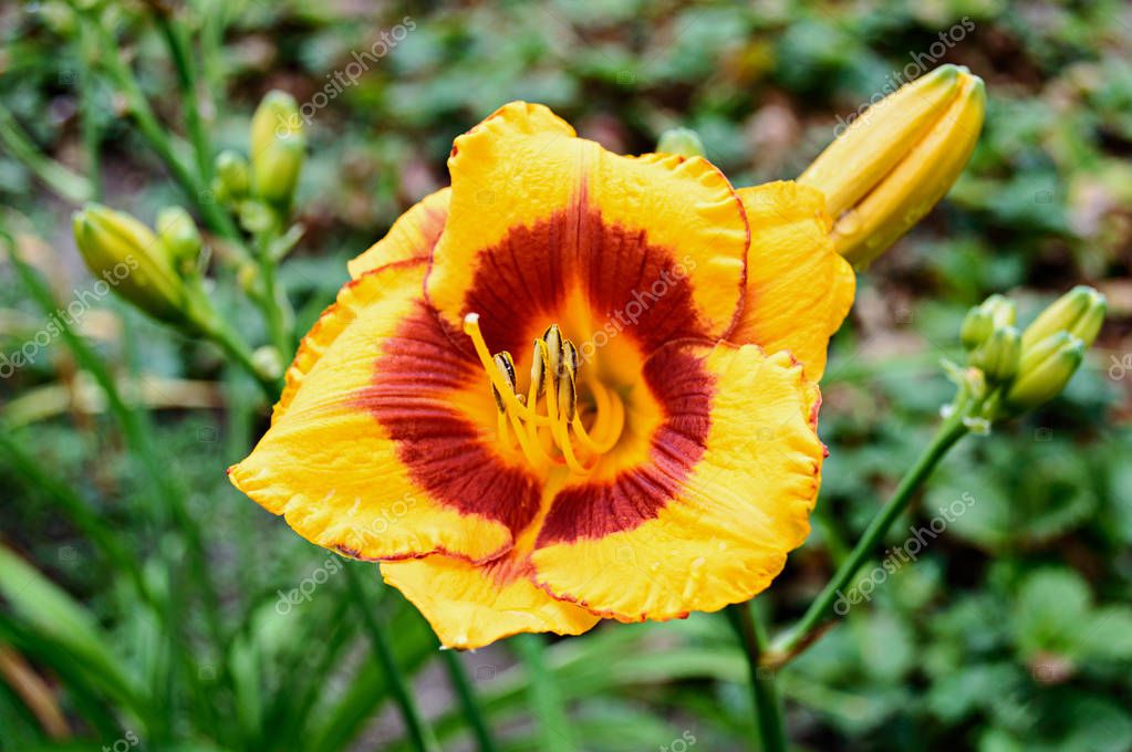 hemerocallis