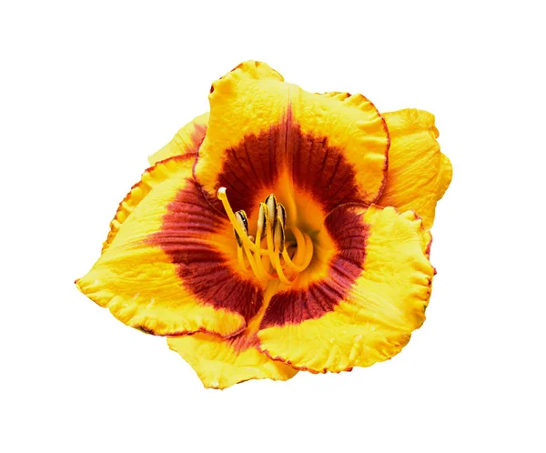 Yellow daylily (Hemerocallis) isolated on white — Stock Photo, Image