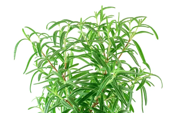 Rosemary isolated on white — Stock Photo, Image