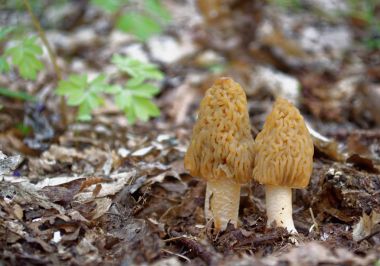 Two morels mushrooms closeup clipart